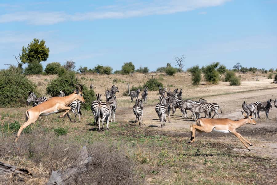 Chobe National Park: Day Trip, Safari drive & River Cruise - Lunch at Kasane between the safari sections