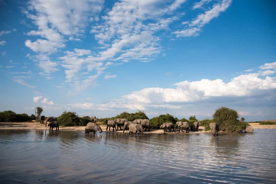 Chobe National Park: Day Trip, Safari drive & River Cruise - The Chobe River cruise and its close animal views