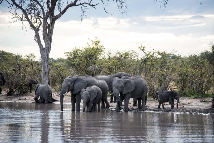 Chobe National Park: Day Trip, Safari drive & River Cruise - What the guides add to the day