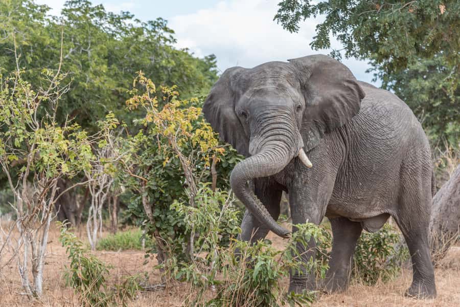 Chobe National Park: Day Trip, Safari drive & River Cruise - The price and what $190 really buys you