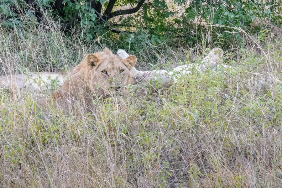 Chobe National Park: Day Trip, Safari drive & River Cruise - Should you book it?