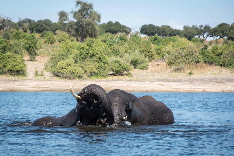 Chobe National Park: Day Trip, Safari drive & River Cruise - The morning game drive through Chobe