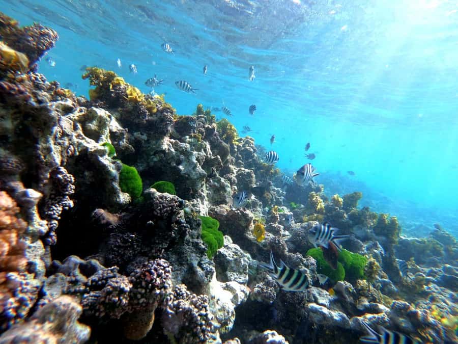Curieuse and St Pierre Snorkeling Half-Day Trip No BBQ Lunch - Key points before you book