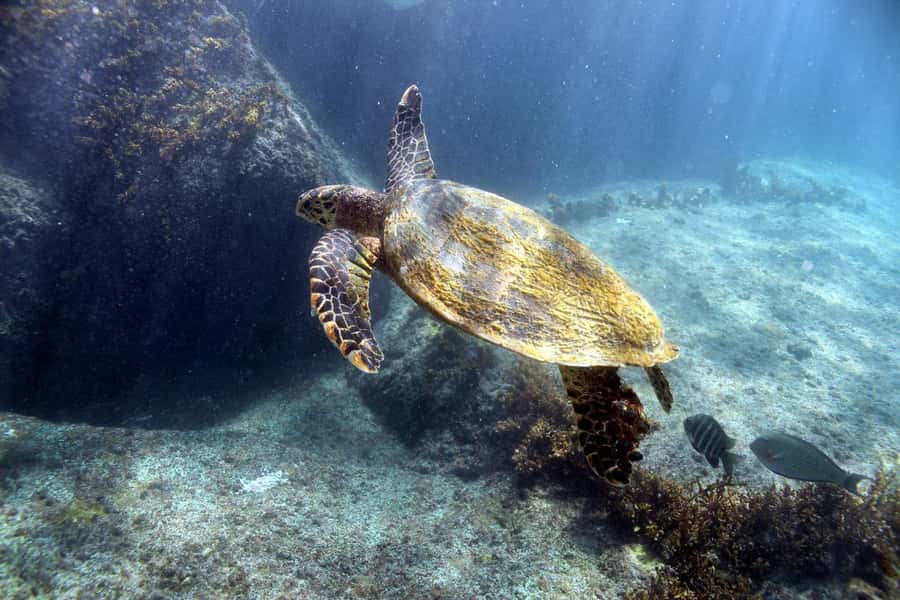 Curieuse Guided Tour, St Pierre, BBQ & 2 Snorkel Stops - Key points to know before booking