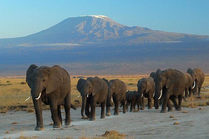 Day Tour to Amboseli National Park - Key points to know before booking