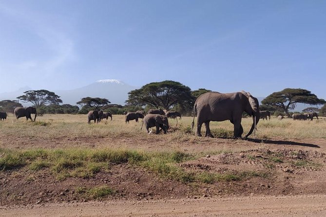 Day Tour to Amboseli National Park - The 5 a.m. departure and the road south