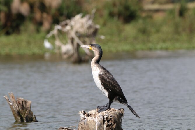 Day tour to Hell's Gate National park and optional Boat ride on lake Naivasha - Lunch at Fisherman’s Camp and the extra boat ride