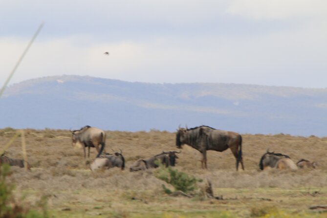 Day tour to Hell's Gate National park and optional Boat ride on lake Naivasha - Who will enjoy this day most?