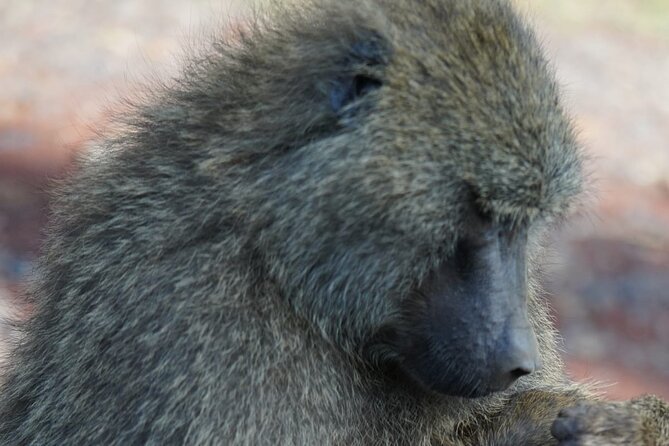 Day Tour To Lake Nakuru Park With Optional Boat Ride on Lake Naivasha - The optional one-hour boat ride on Lake Naivasha