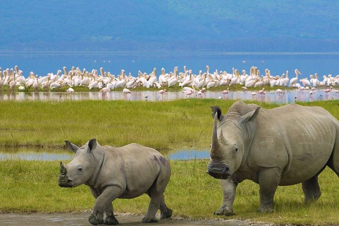 Day Tour To Lake Nakuru Park With Optional Boat Ride on Lake Naivasha - What the $210.91 price really buys you