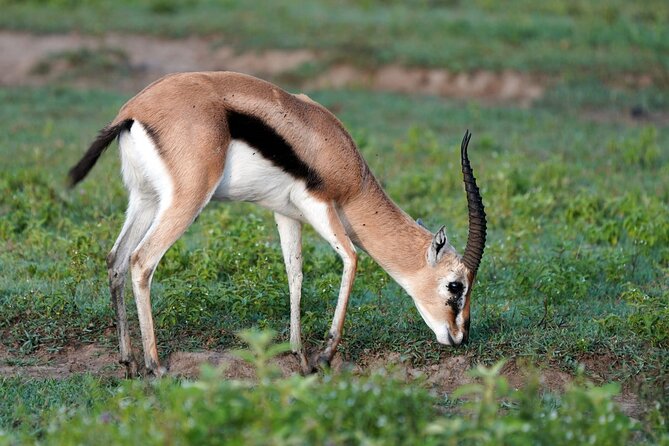 Day Tour To Lake Nakuru Park With Optional Boat Ride on Lake Naivasha - The guides can shape the whole day