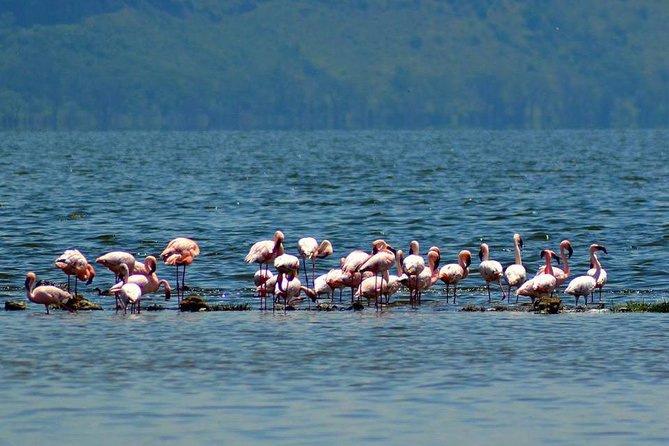 Day Tour To Lake Nakuru Park With Optional Boat Ride on Lake Naivasha - The Great Rift Valley viewpoint