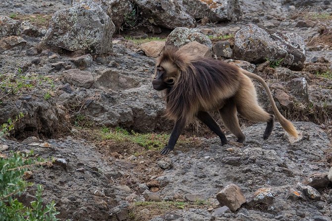 Day Trip From Addis Ababa See Historical Monastery,Stunning Nature,Animals,Birds - Why this day outside Addis is worth your time