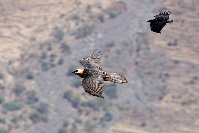 Day Trip From Addis Ababa See Historical Monastery,Stunning Nature,Animals,Birds - Should you book it?