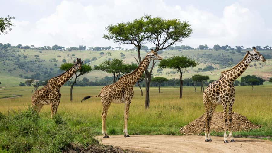 Day Trip: Hell's Gate Bike Ride & Lake Naivasha Boat Ride - Who should book this Hell’s Gate and Naivasha day?