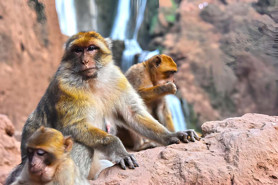 Day Trip To Ouzoud Waterfalls (Guide Hik & Boat option) - Key points to know before you book