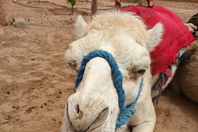 Desert Agafay and Atlas Mountains Day Tour & Camel ride From Marrakech - Argan oil, tea and a closer look at rural Morocco