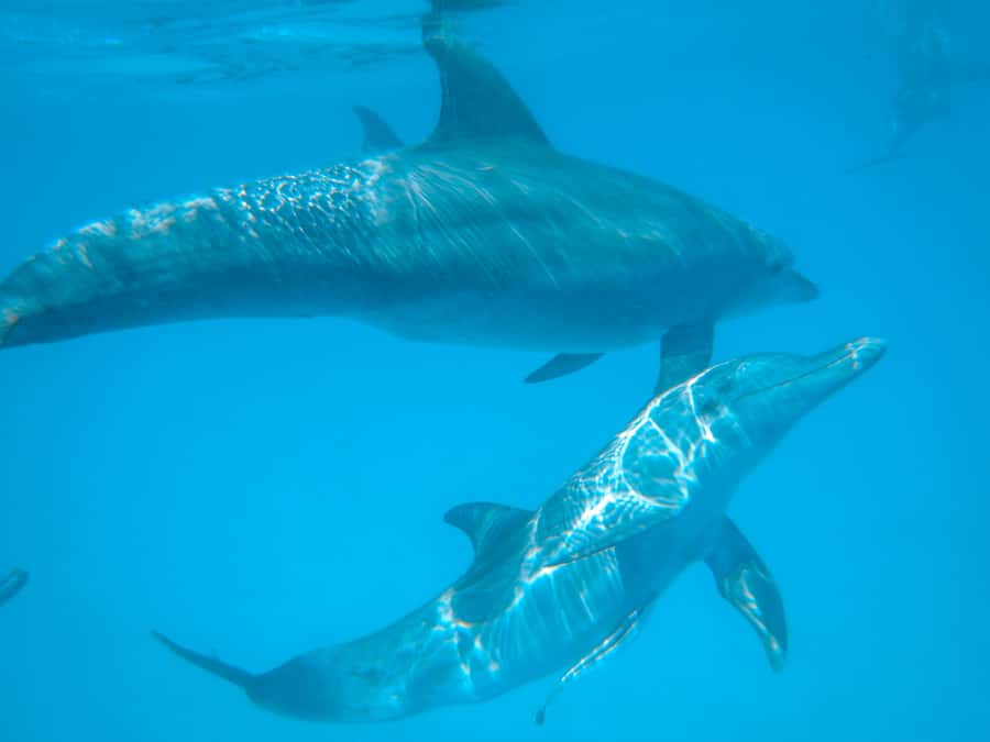 Dhow Adventure to Wasini Island & Kisite Marine Park - Key points to know before booking