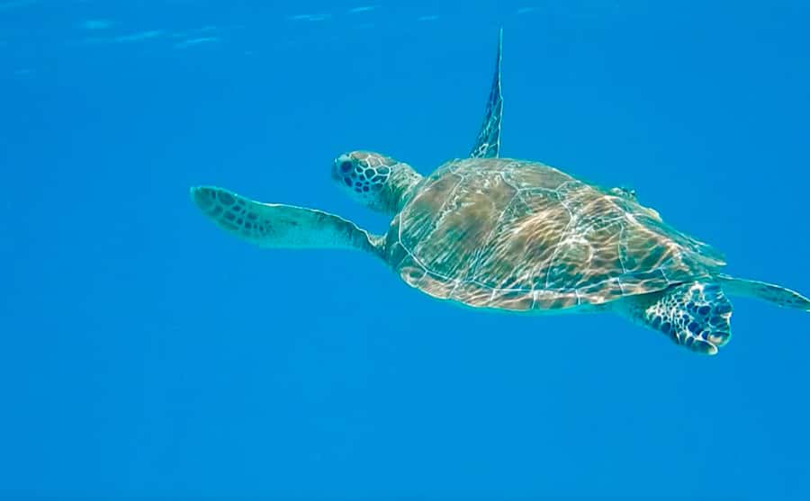 Dhow Adventure to Wasini Island & Kisite Marine Park - Kisite Marine Park and Two Snorkeling Stops