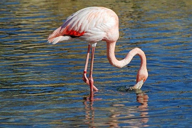 Djerba Flamingo Island Pirate Boatrip - Trip, Lunch & Pick-up - Is $30.66 good value?