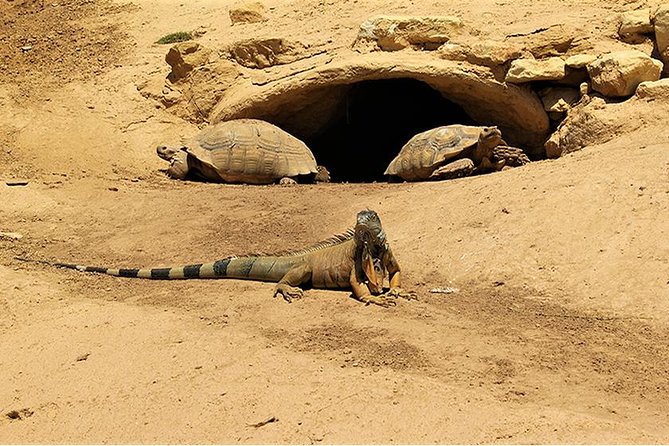 Effortless Agadir Crocoparc Ticket and Transfer Service - Why Crocoparc is more than a crocodile stop