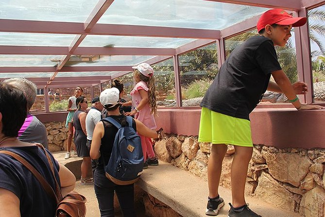 Effortless Agadir Crocoparc Ticket and Transfer Service - Watching crocodiles bask, bathe, and feed