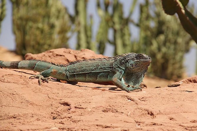 Effortless Agadir Crocoparc Ticket and Transfer Service - Why families get the most from this outing