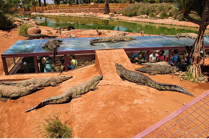 Effortless Agadir Crocoparc Ticket and Transfer Service - How long you need inside the park