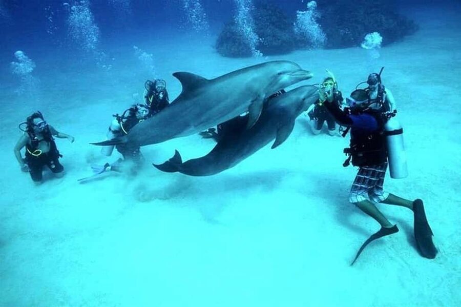 El Gouna Lagoon, Diving with Dolphin, Snorkeling & Lunch - Starting among El Gouna’s lagoons