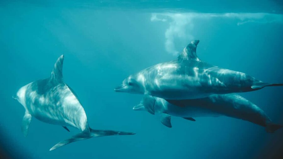 El Gouna Lagoon, Diving with Dolphin, Snorkeling & Lunch - Lunch, drinks, and the open snack bar