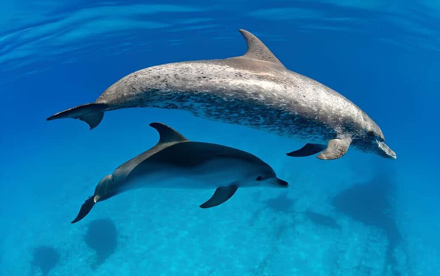 El Gouna Lagoon, Diving with Dolphin, Snorkeling & Lunch - Crew service and language expectations