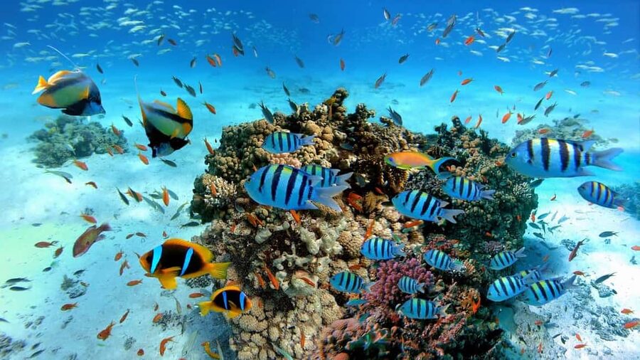El Gouna Lagoon, Diving with Dolphin, Snorkeling & Lunch - The missing water sports question