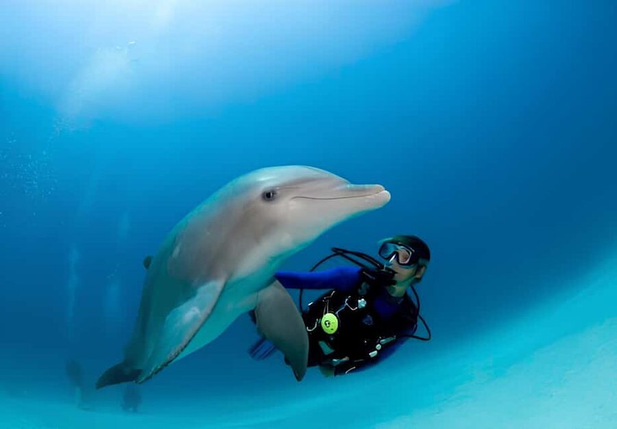 El Gouna Lagoon, Diving with Dolphin, Snorkeling & Lunch - Choosing the underwater session