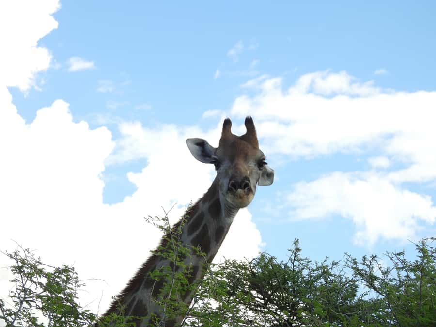 Elephant Adventure with Herson - a native of Damaraland - Why this small safari feels different