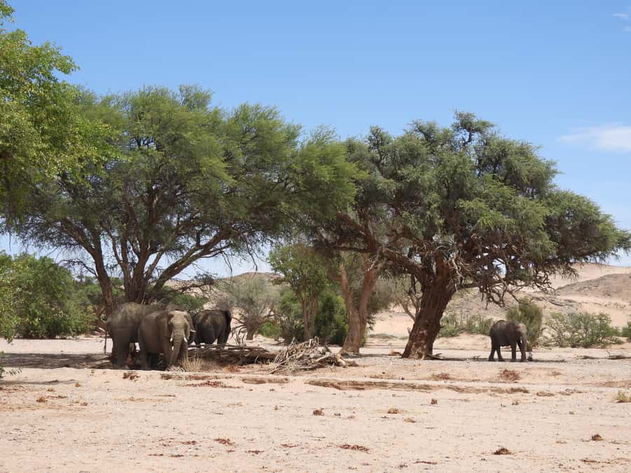 Elephant Adventure with Herson - a native of Damaraland - Meeting Herson at the blue banner
