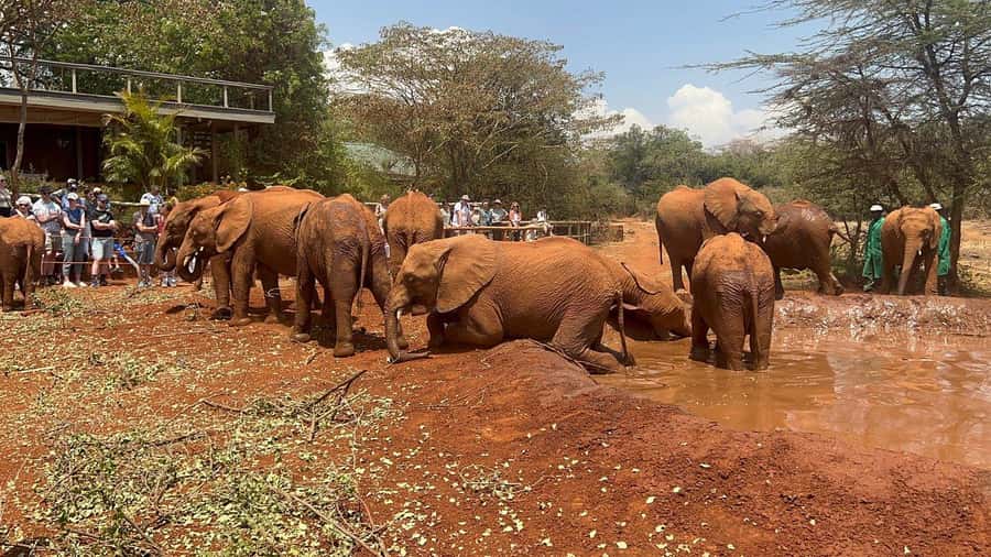 Elephant Orphanage and Giraffe Center Tour with Options - A wildlife day built around three Nairobi stops