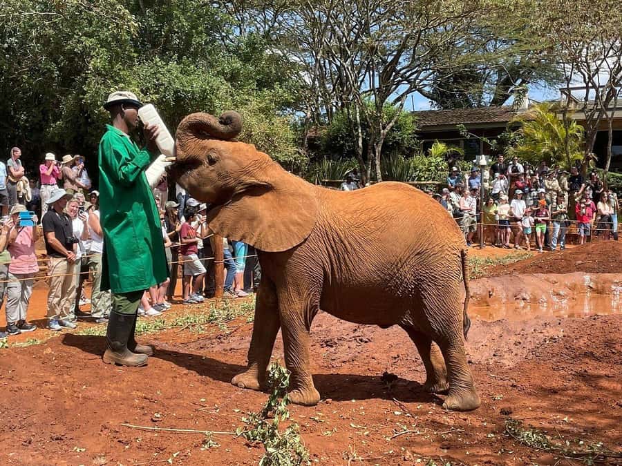 Elephant Orphanage and Giraffe Center Tour with Options - Why the elephant orphanage is the emotional center