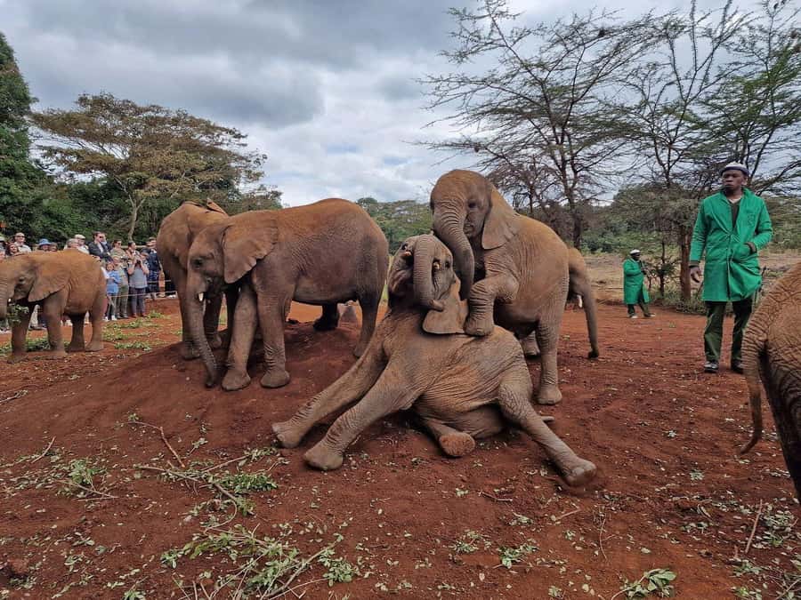 Elephant Orphanage and Giraffe Center Tour with Options - Kazuri Beads Factory and the value of local craft