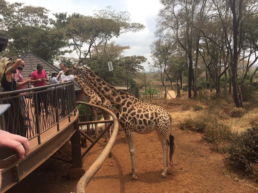 Elephant Orphanage and Giraffe Center Tour with Options - Adding a Nairobi National Park game drive