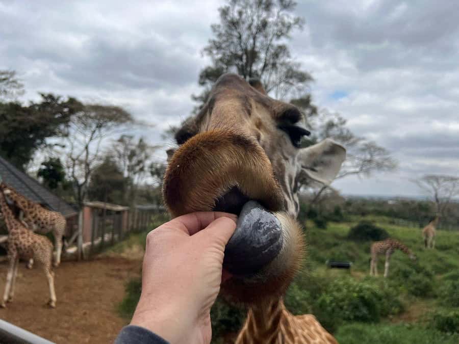 Elephant Orphanage and Giraffe Center Tour with Options - Is the $35 price good value?
