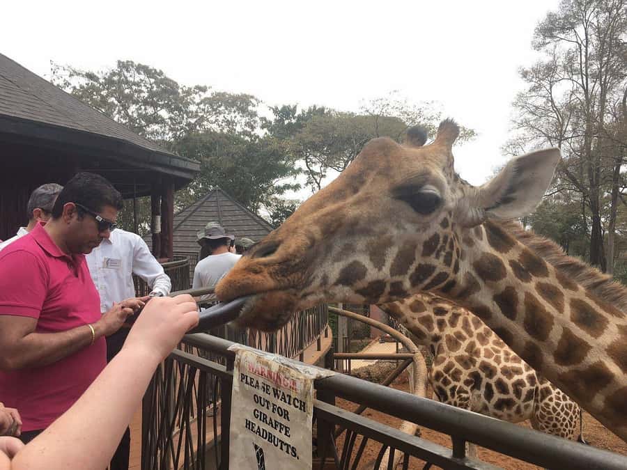Elephant Orphanage and Giraffe Center Tour with Options - Feeding giraffes at the Giraffe Centre