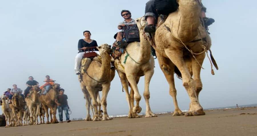 Essaouira: 2-Hour Camel Ride - Meeting the camels and learning the first movements