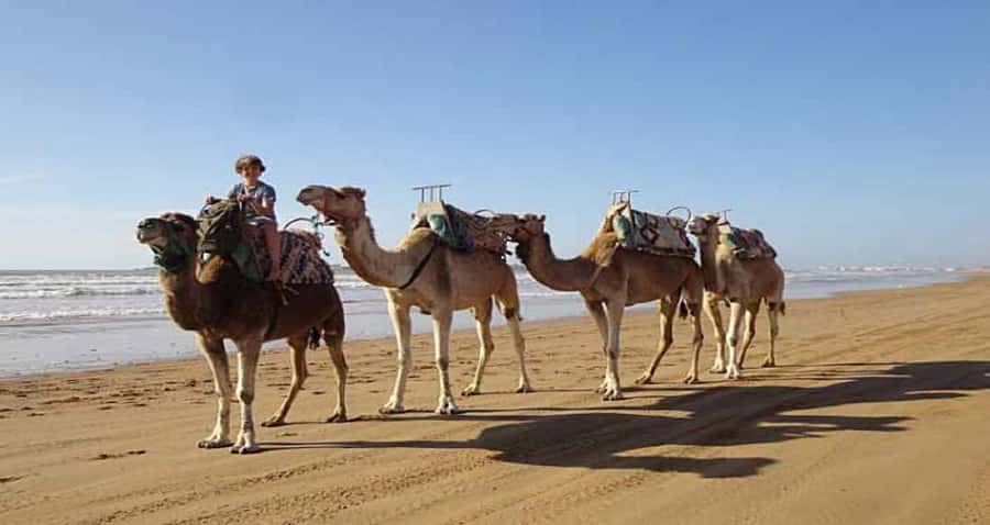 Essaouira: 2-Hour Camel Ride - Along Essaouira’s wide Atlantic beach