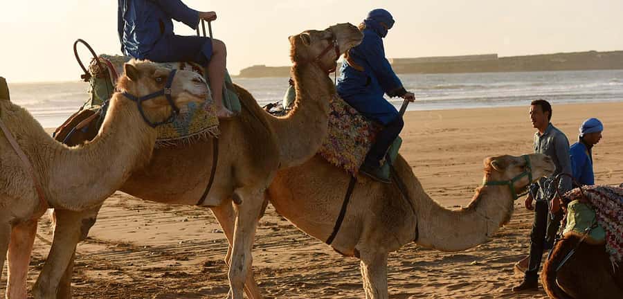 Essaouira: 2-Hour Camel Ride - Dunes, forest and the return to the stables