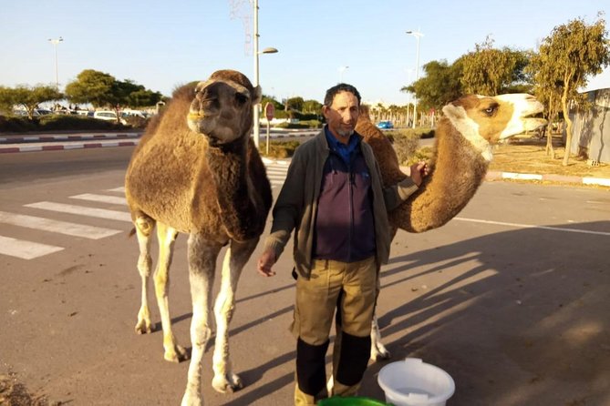 Essaouira Activities: Discover Essaouira by Quad - Why the late afternoon may be best