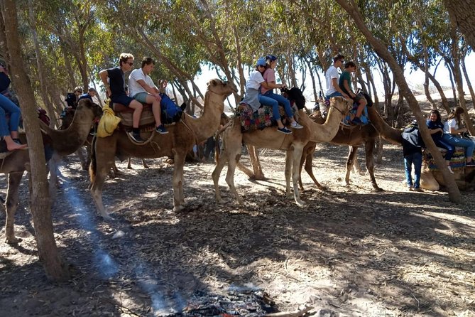 Essaouira Activities: Discover Essaouira by Quad - Languages, communication, and local character
