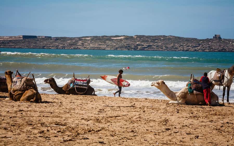 Essaouira Atlantic coast Day trip from marrakech - What the argan cooperative adds