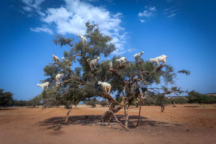 Essaouira Day Trip from Agadir - Argan Trees and the Women’s Cooperative
