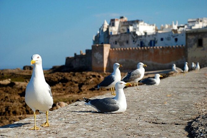 Essaouira Day Trip from Marrakech - Key points before you book
