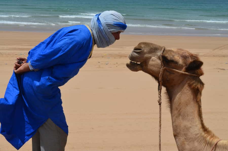 Essaouira: One Hour Dromedary Ride - Why this short ride works near Essaouira